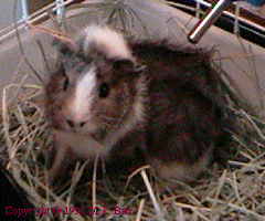 Brindled in Cage