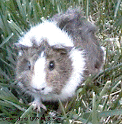 Brindled on Lawn